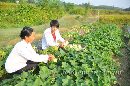 Thâm canh tăng vụ giúp nông dân xã An Bình có thu nhập cao hơn.