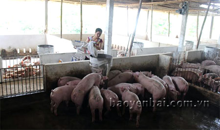 Trang trại lợn nhà anh Nguyễn Văn Thắng, thôn Hòa Bình, xã Y Can hàng năm cho thu nhập ổn định.