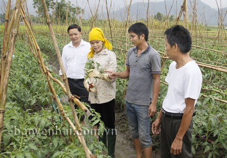 Mô hình trồng cà chua của gia đình chị Lò Thị Biến ở thôn Bản Vệ cho thu nhập cao.