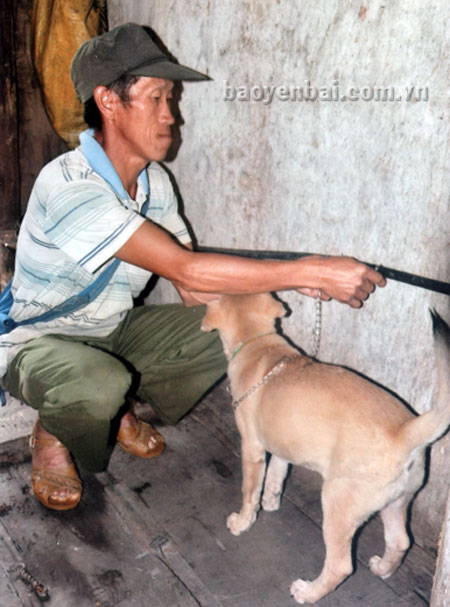 Đồng bào Mông xã Mồ Dề (Mù Cang Chải) xích nhốt chó trước khi đi làm.