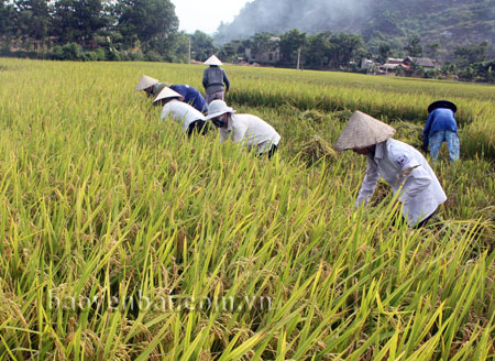 Nông dân huyện Lục Yên thu hoạch lúa hè thu.