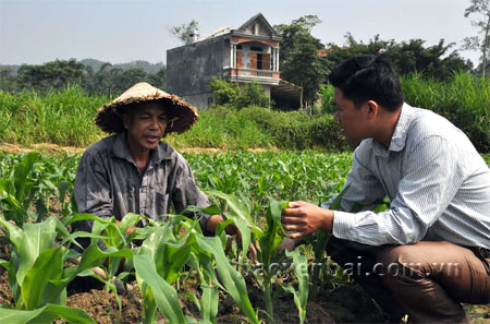 Cán bộ Trạm Khuyến nông Yên Bình hướng dẫn người dân xã Vĩnh Kiên kỹ thuật chăm sóc cây ngô đông.
