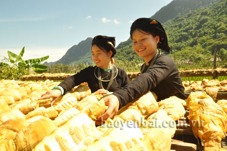 Măng mai là một trong những sản phẩm nông nghiệp có giá trị của huyện Lục Yên.