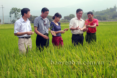 Trong 5 năm tới, Văn Chấn quy hoạch phát triển vùng lúa hàng hóa chất lượng cao 900ha vùng cánh đồng Mường Lò.
