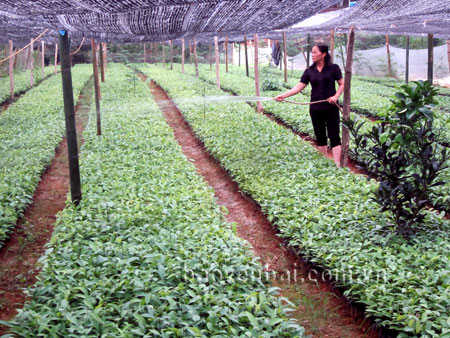 Vườn ươm quế giống của gia đình chị Phạm Thị Hương - thôn Khe Hỏa cho hiệu quả kinh tế cao.
