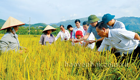 Mường Lò được quy hoạch vùng lúa hàng hóa chất lượng cao của huyện Văn Chấn.