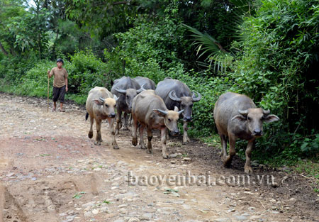 Đàn trâu, bò của xã Nậm Lành hiện phát triển tương đối ổn định.
