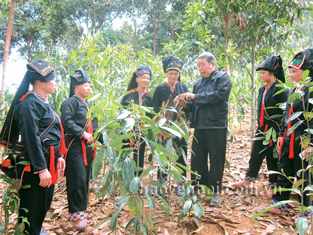 Già làng Bàn Văn Lý hướng dẫn con cháu cách phòng trừ sâu, bệnh cho cây quế.