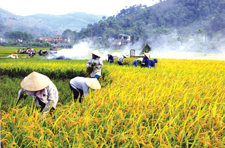 Nông dân xã Đại Phác, huyện Văn Yên thu hoạch lúa. (Ảnh: Thanh Miền)