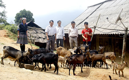 Lãnh đạo xã Mồ Dề phấn khởi trước mô hình chăn nuôi dê hiệu quả của các hộ dân trên địa bàn.
