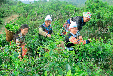 Nông dân thôn Pang Cáng thu hoạch chè búp tươi.