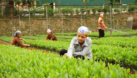 Công nhân Công ty TNHH Một thành viên Lâm nghiệp Ngòi Lao, huyện Văn Chấn, tỉnh Yên Bái sản xuất cây giống phục vụ trồng rừng kinh tế. Ảnh minh họa