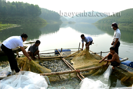 Cán bộ Phòng Nông nghiệp và Phát triển nông thôn huyện Yên Bình cùng các hộ dân kiểm tra cá giống trước khi đưa vào nuôi trên các eo, ngách hồ.