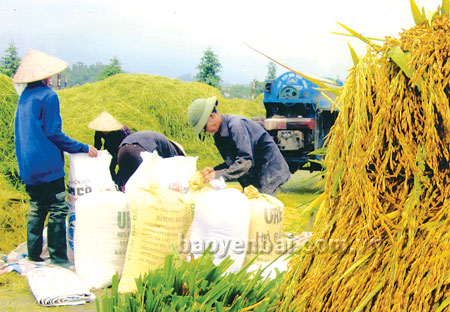 Nông dân phường Trung Tâm, thị xã Nghĩa Lộ thu hoạch lúa hè thu.