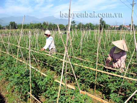 Mô hình trồng cà chua cho thu nhập cao của nông dân phường Tân An.
