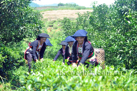 Thực hiện tốt việc quy hoạch, quản lý tài nguyên đất, nên người dân có điều kiện phát triển kinh tế, xóa đói giảm nghèo.
Trong ảnh: Đồng bào Dao huyện Văn Chấn thu hái chè.