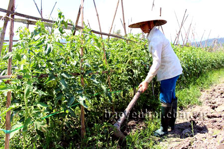 Mô hình trồng cà chua của gia đình anh Hoàng Minh Bắc, bình quân mỗi năm thu nhập gần 100 triệu đồng.
