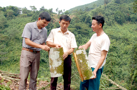 Sản phẩm quế của tổ hợp tác do cựu chiến binh Nguyễn Trí Tuệ (bên phải) ở xã Đào Thịnh (Trấn Yên) làm chủ. Ảnh Quyết Thắng
