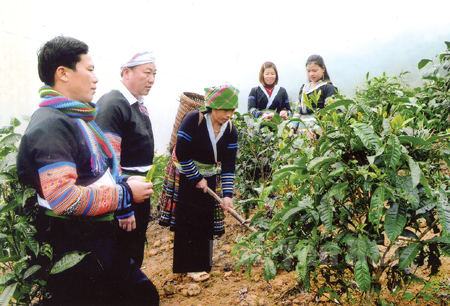 Cán bộ lãnh đạo xã Suối Giàng, huyện Văn Chấn sâu sát cơ sở, chỉ đạo nhân dân trồng chè Shan tuyết.