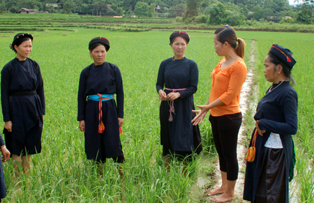 Cán bộ khuyến nông hướng dẫn kỹ thuật chăm sóc lúa cho phụ nữ xã Phúc Ninh (Yên Bình). Ảnh MQ