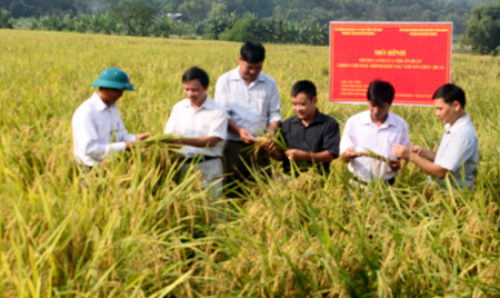 Các đại biểu tham quan mô hình thâm canh lúa thuần BC15 vụ mùa 2016 tại thôn Chanh Yên, xã Vĩnh Kiên.
