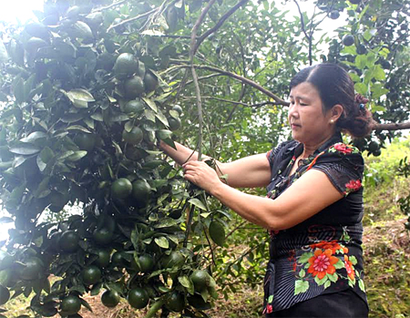 Nông dân thị trấn Nông trường Trần Phú chăm sóc cây cam sành.
