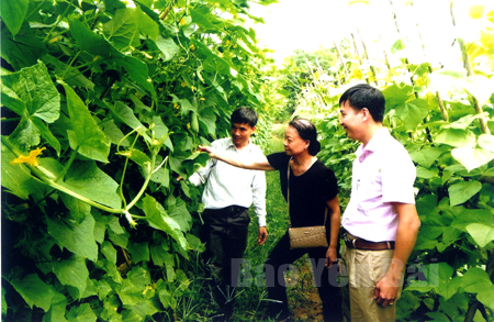 Người dân thôn Đồng Đình xây dựng được vùng rau an toàn, mang lại hiệu quả kinh tế cao.
