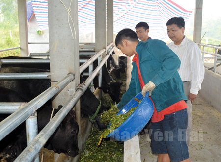 Giống bò 3B được chăn nuôi tại trang trại thôn Suối Quẻ, xã Phù Nham. 

