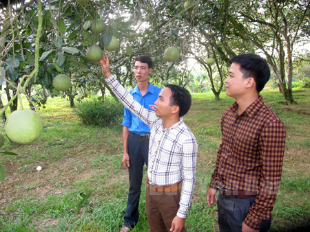 Anh Tạ Quang Tỉnh (đứng giữa) giới thiệu vườn bưởi của mình với cán bộ đoàn của huyện và xã.