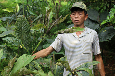 Ông Phạm Ngọc Chiến, thôn Trung Mỹ, xã Cường Thịnh, huyện Trấn Yên đang thu hái lá khôi.
