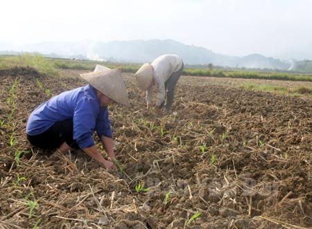 Nông dân xã Đại Phác (Văn Yên) trồng ngô đông trên đất 2 vụ lúa.