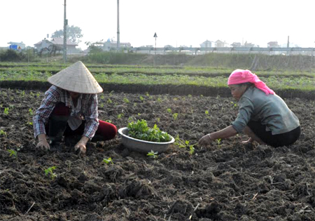 Nông dân thị xã Nghĩa Lộ trồng rau màu vụ đông. 
