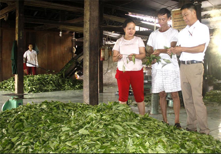 Cơ sở sản xuất chè của anh Hồng (đứng giữa) đã tạo việc làm thường xuyên, thu nhập ổn định cho nhiều lao động.