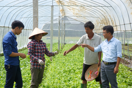 Đồng chí Nguyễn Minh Hải - Chủ tịch UBND xã Âu Lâu trao đổi với vợ chồng anh Nguyễn Xuân Hùng về kỹ thuật trồng và chăm sóc rau sạch trong nhà lưới.