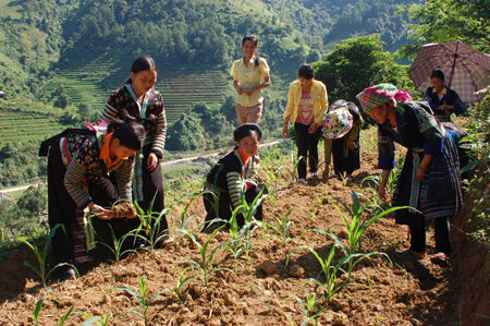 Nông dân vùng cao Mù Cang Chải được dạy nghề trồng ngô trên ruộng một vụ lúa.