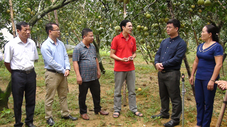 Lãnh đạo huyện Yên Bình thăm vườn bưởi của gia đình anh Cao Văn Mạnh ở thôn Đồng Nếp, xã Đại Minh.