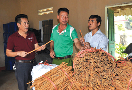 Lãnh đạo HTX Quế hồi Việt Nam giới thiệu sản phẩm quế đã được sơ chế để xuất khẩu.