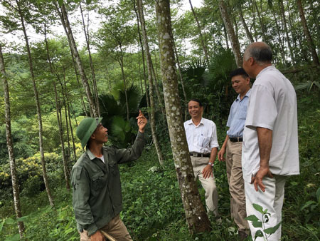 Anh Hà Trọng Bảo - đảng viên Chi bộ thôn Đèo Thao (đội mũ) giới thiệu mô hình rừng trồng với lãnh đạo xã. 
