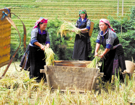 Đồng bào Mông xã Chế Cu Nha, huyện Mù Cang Chải thu hoạch lúa vụ mùa.
