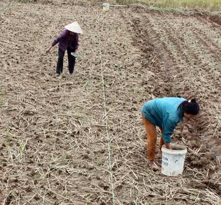 Nông dân xã Đào Thịnh trồng lại ngô trên diện tích bị ngập.