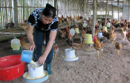 Sau khi học nghề, chị Phạm Thị Nước ở xã Mai Sơn đã phát triển chăn nuôi gà, có thu nhập ổn định.