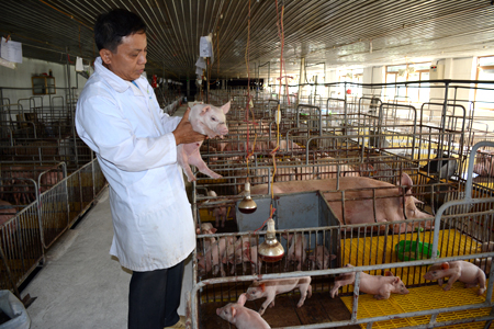 Lãnh đạo Công ty TNHH Đầm Mỏ kiểm tra chất lượng lợn giống.
