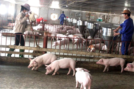 Các trang trại chăn nuôi quy mô lớn trên địa bàn tỉnh Yên Bái ngày càng phát triển.