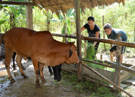 Ông Tho cùng vợ chăm sóc bò.