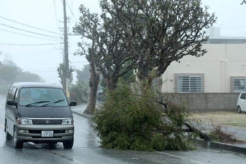 Bão Trami quật đổ cây cối tại Itomnan, trên đảo Okinawa.