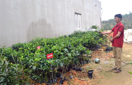 Anh Nguyễn Trường Giang chăm sóc vườn ươm giống cây ăn quả.
