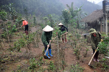 Tổ Hợp tác trồng quế xã Đào Thịnh, huyện Trấn Yên chăm sóc quế.