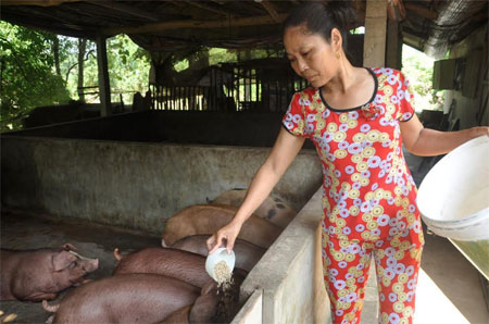 Đầu tư nuôi lợn giúp gia đình ông Trần Quảng Long có thu nhập khá.