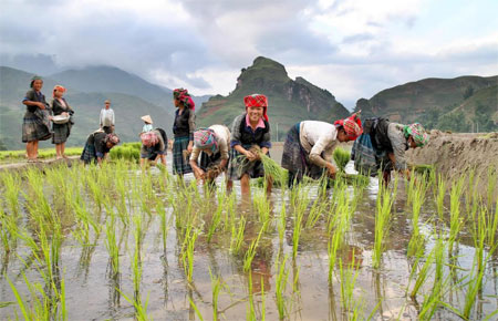 Nông dân huyện Văn Chấn canh tác trên ruộng nước 2 vụ.