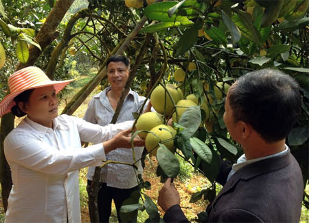Phát triển cây ăn quả có múi mang lại thu nhập cao cho nông dân xã Hưng Thịnh. (Ảnh: P.V)